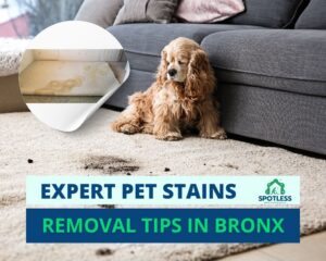 Read more about the article How to Remove Pet Stains from Carpets in Bronx, NY